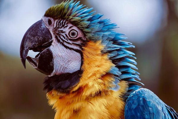 Proven strategies for caring for your arthritis-affected cat: essential insights for feline wellbeing